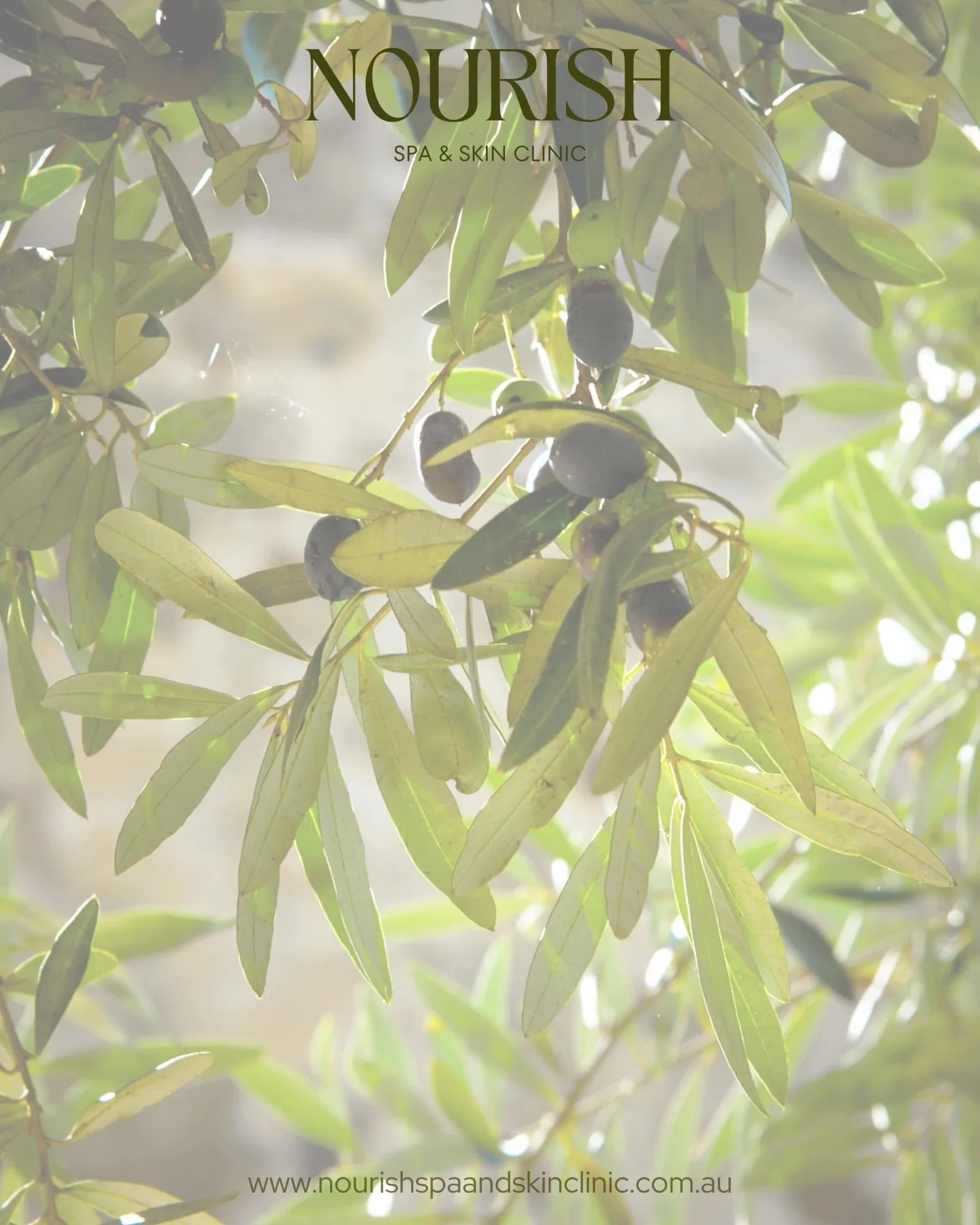 Backlit olive branch — Nourish botanical motif